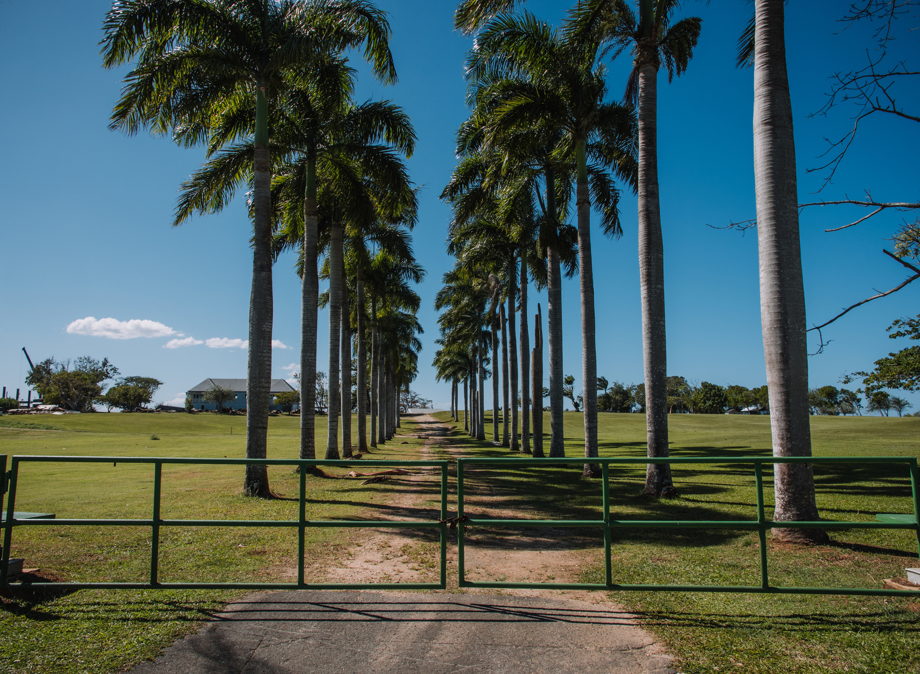 A row of palm trees at the gate of Hacienda La Esperanza in Manatí.