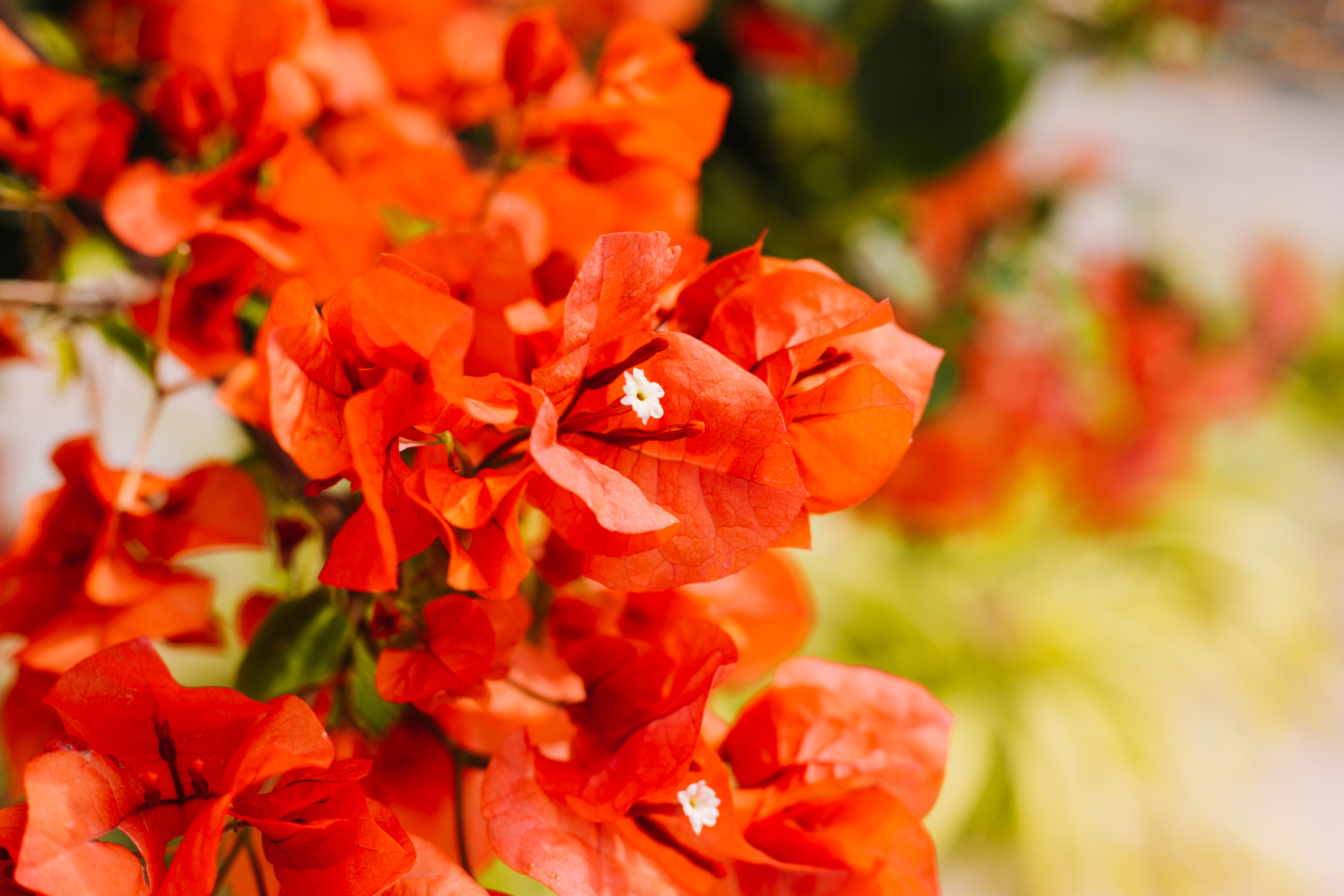 roses