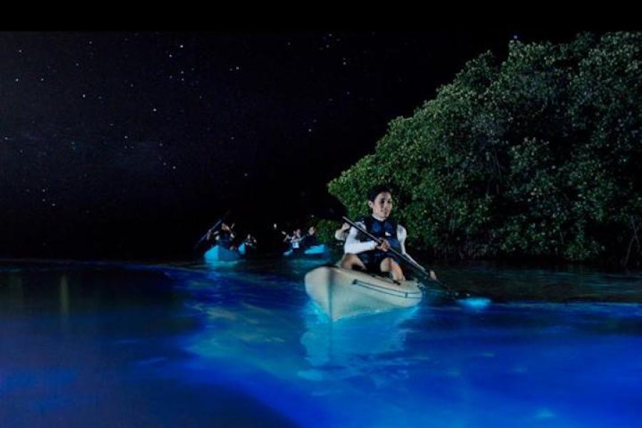 Kayakers enjoy drifting through a bioluminescent bay.