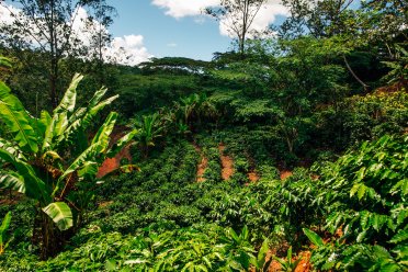 Coffee Hacienda