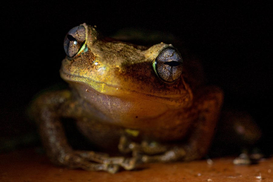 Close-up of a Puerto Rican coquí frog at night, illuminated against a dark background.