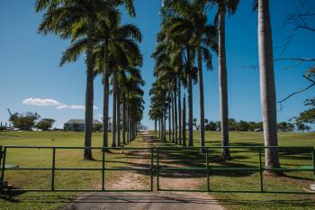 A row of palm trees at the gate of Hacienda La Esperanza in Manatí. 