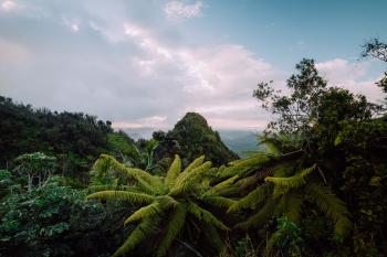 Lush vegetation at Toro Negro State Forest in Puerto Rico.
