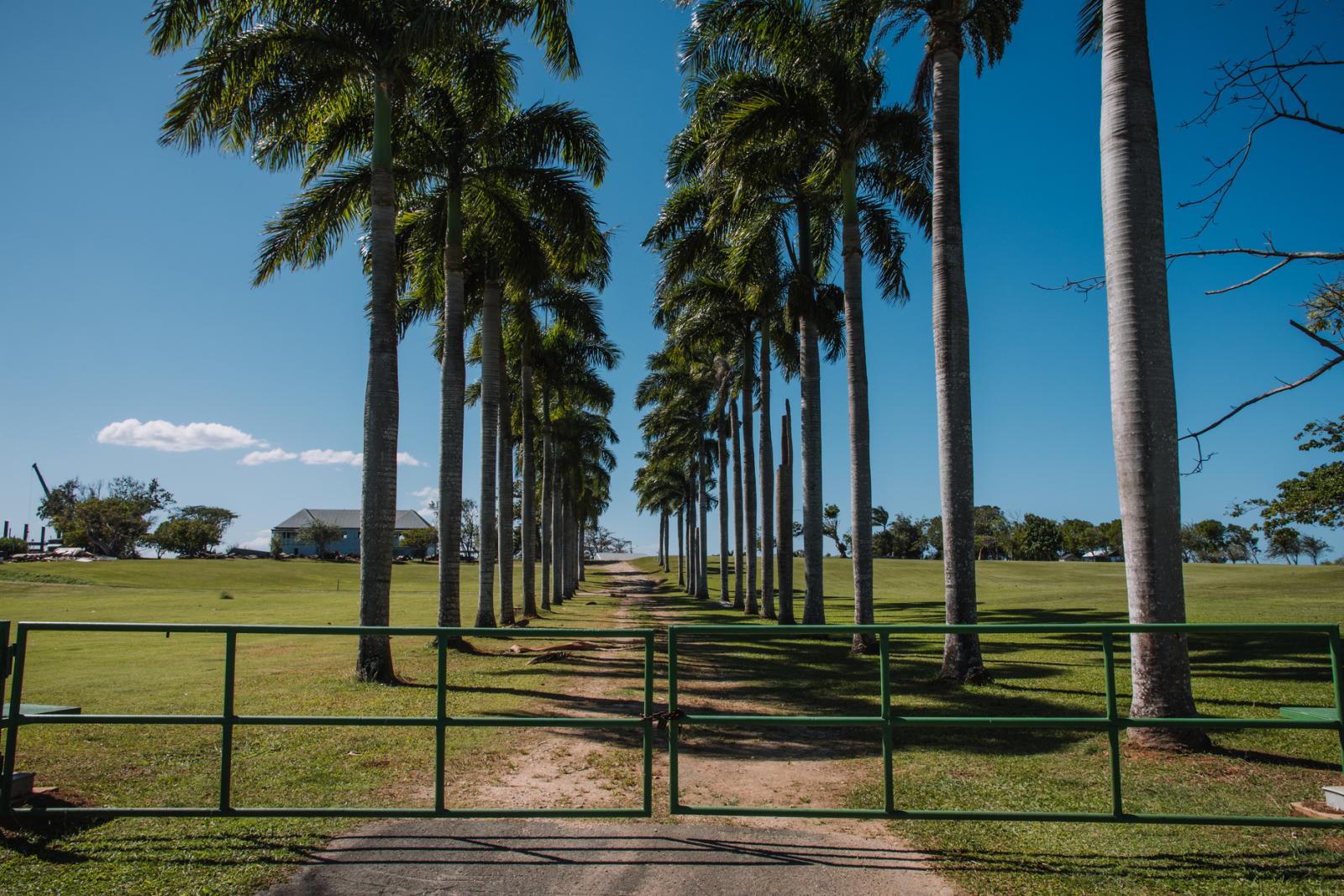 A row of palm trees at the gate of Hacienda La Esperanza in Manatí.