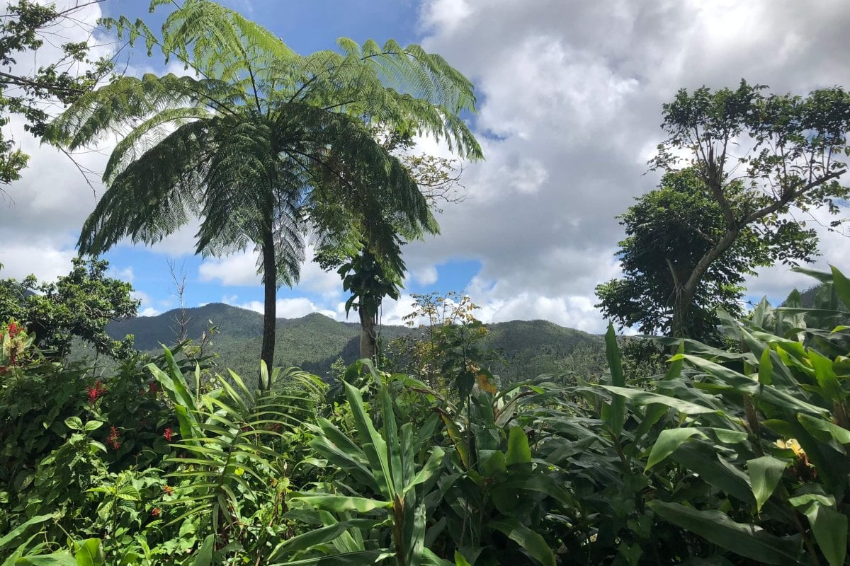 El Yunque rainforest