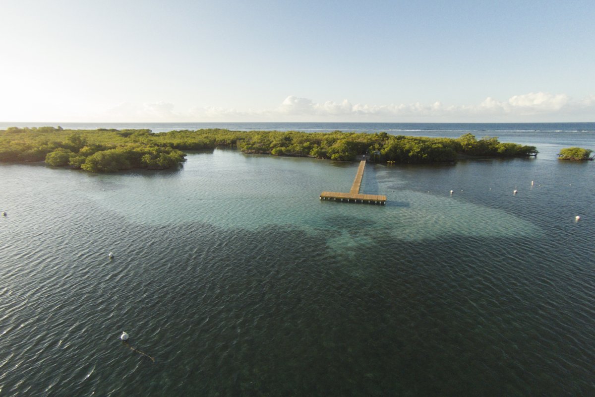 Aerial view of the mangrove island Cayo Aurora, also known as Gilligan's Island.