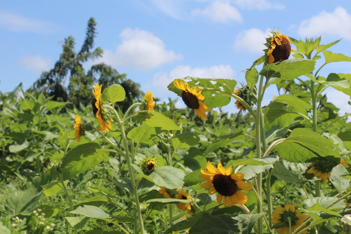 Hermosos girasoles de la Finca El Girasol.