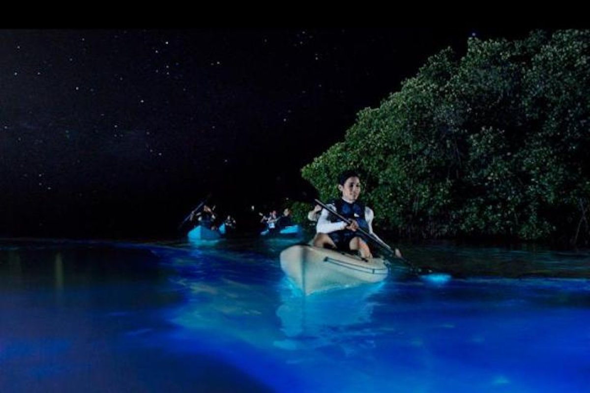 Kayakers enjoy drifting through a bioluminescent bay.