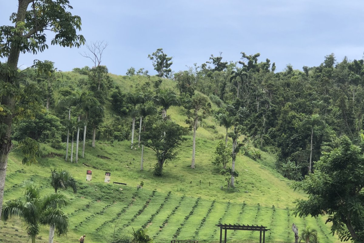 A lush landscape at Hacienda Munoz, a coffee plantation.