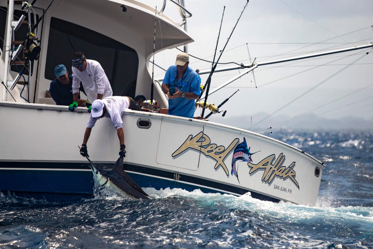 Catch and release of a marlin in San Juan. 