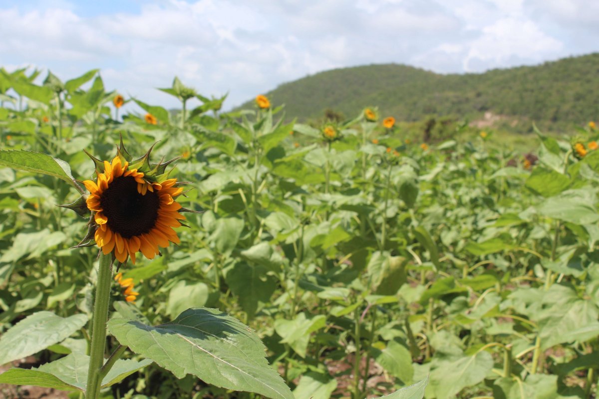 Campos de girasoles en Finca al Girasol en Guánica.