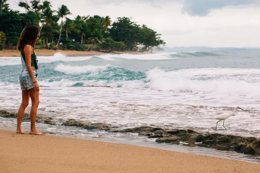 Birdwatching along the shore at Tres Palmas Marine Reserve, one of the best things to do in Rincón