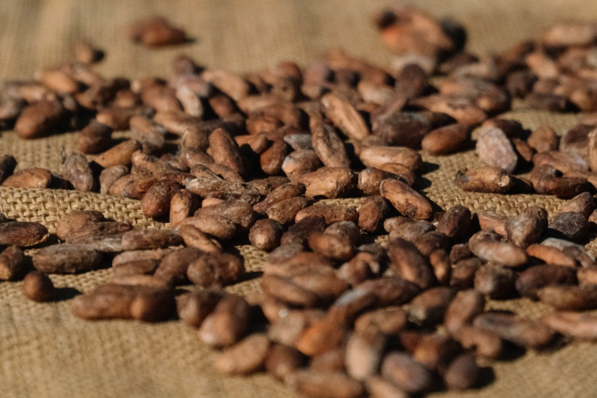 Freshly roasted coffee beans from Puerto Rico
