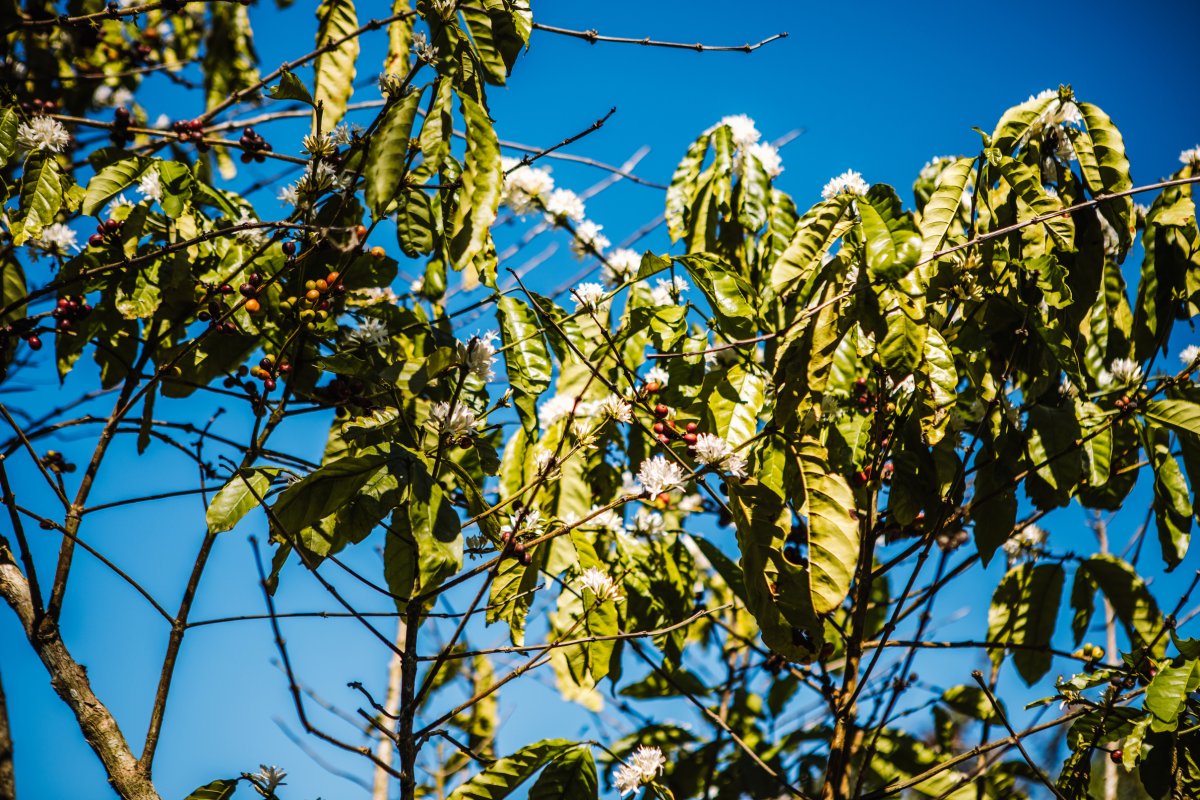 Coffee beans on a tree at Cafe Gran Batey in Utuado