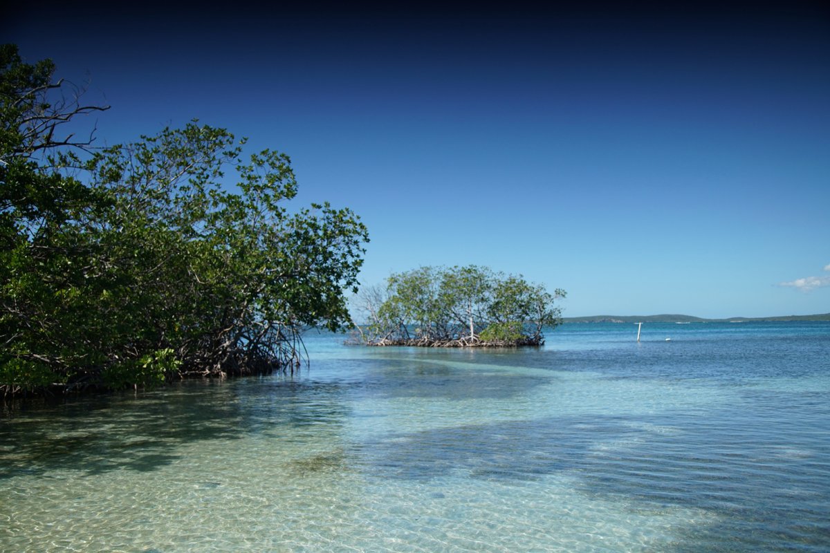 View of the mangrove island known as Gilligan's Island in Guánica.