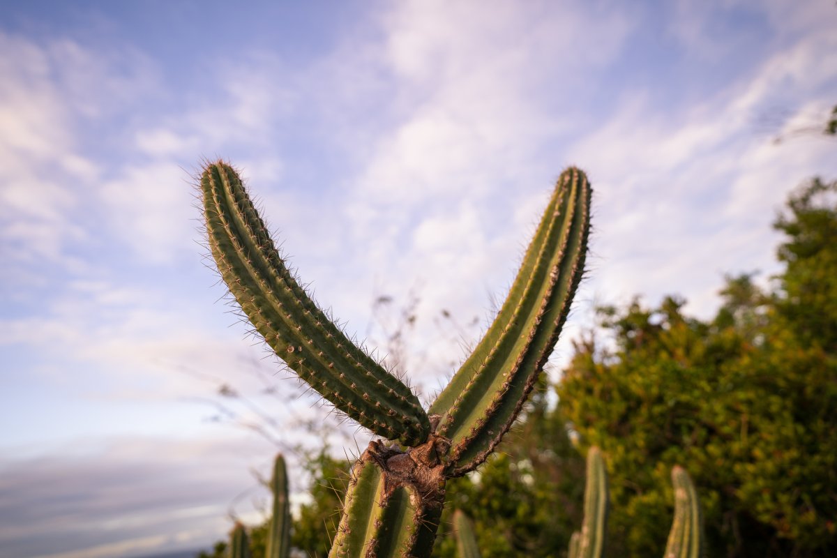 A cactus in the foreground at Guanica Dry Forest in Puerto Rico.