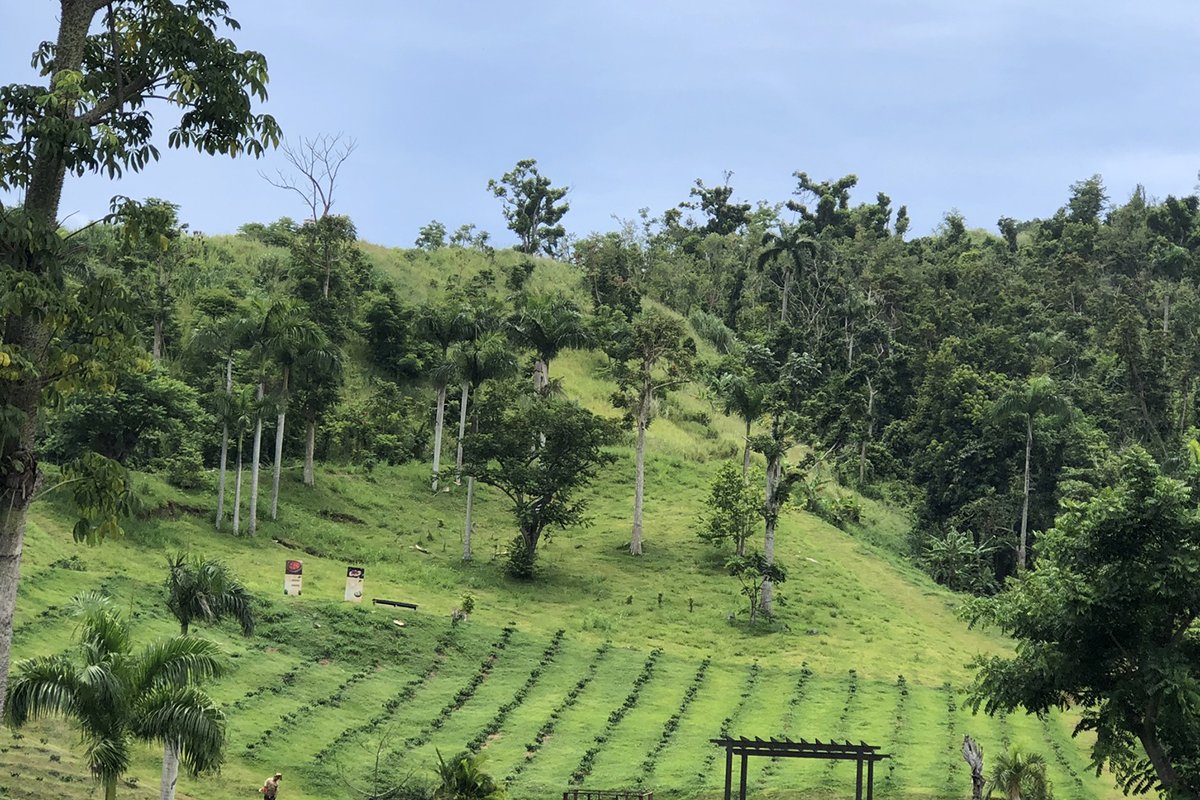 Vista panorámica de Hacienda Muñoz, una hacienda de café en funcionamiento en San Lorenzo.