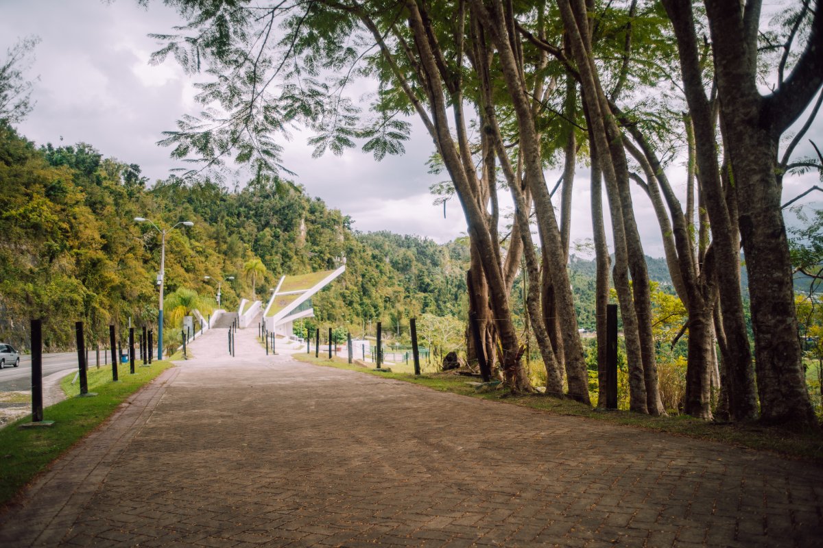 A wide path lined with trees at Paseo Lineal Juan Antonia Corretjer in Ciales.