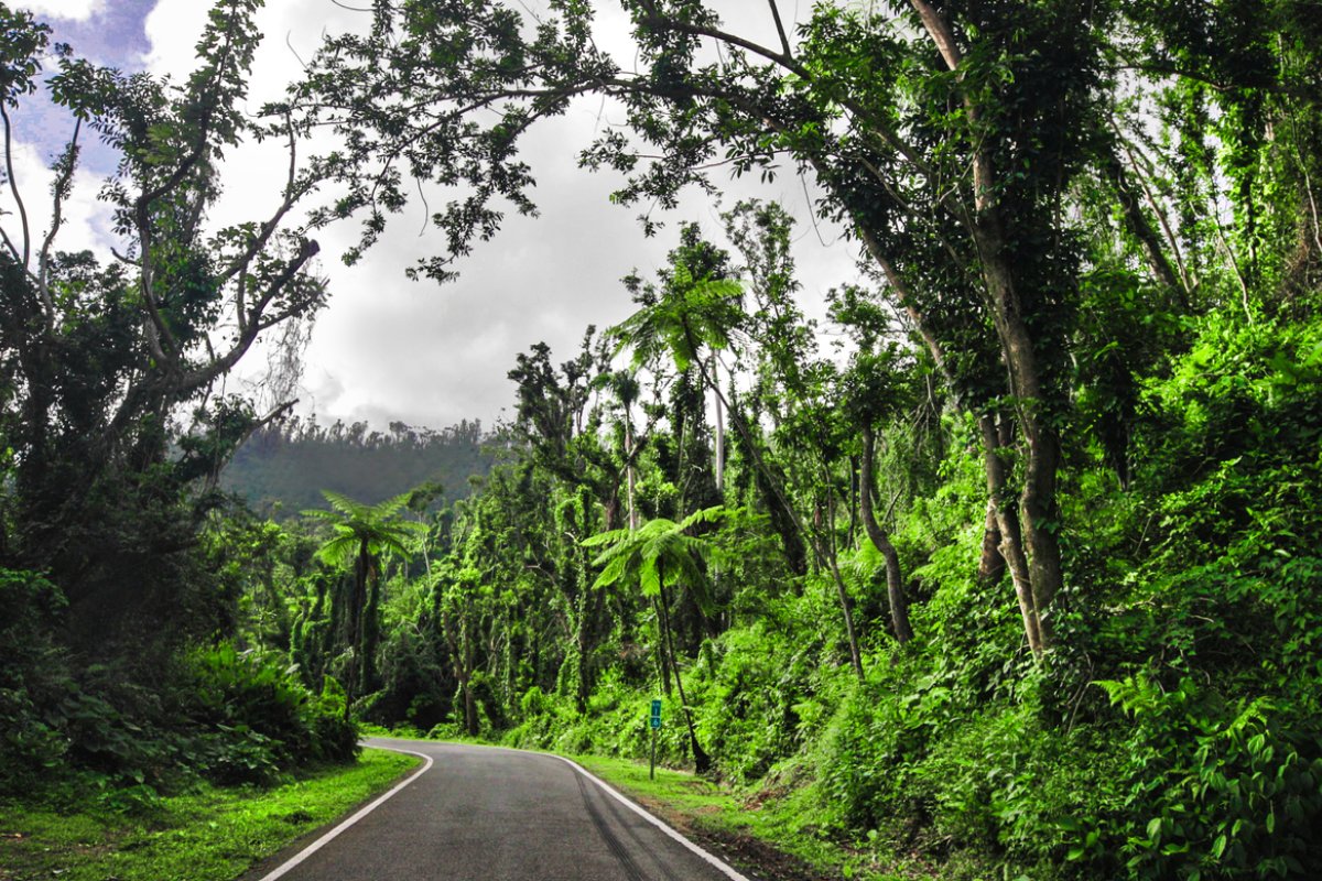 A stretch of road surrounded by verdant forest.