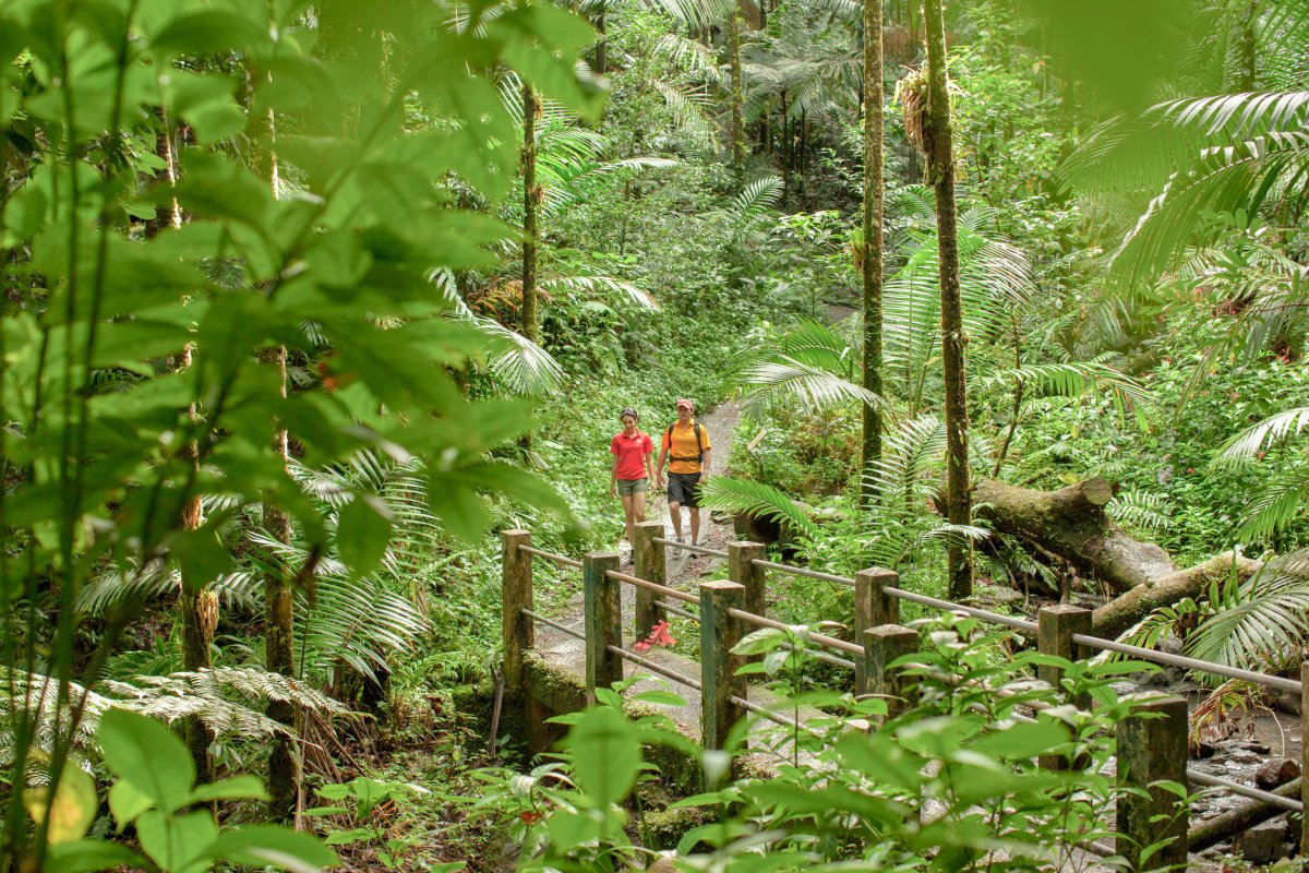 A couple of people walk along a trail surrounded by lush green forest