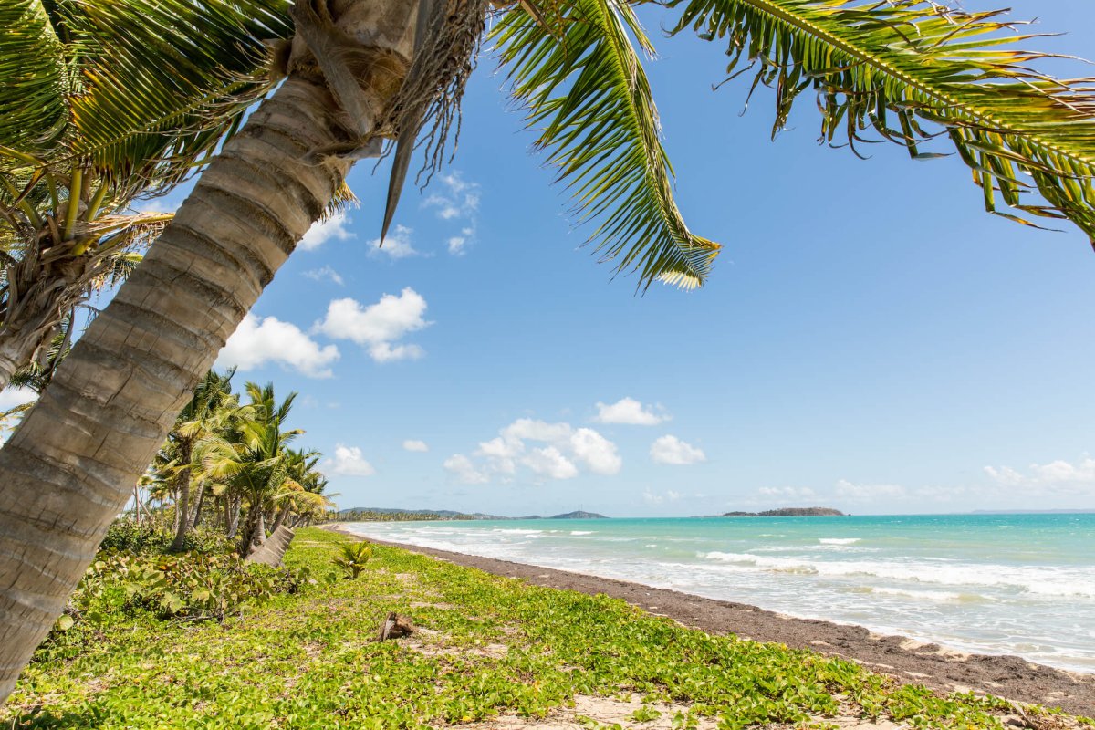View of the beach and palm trees in Humacao