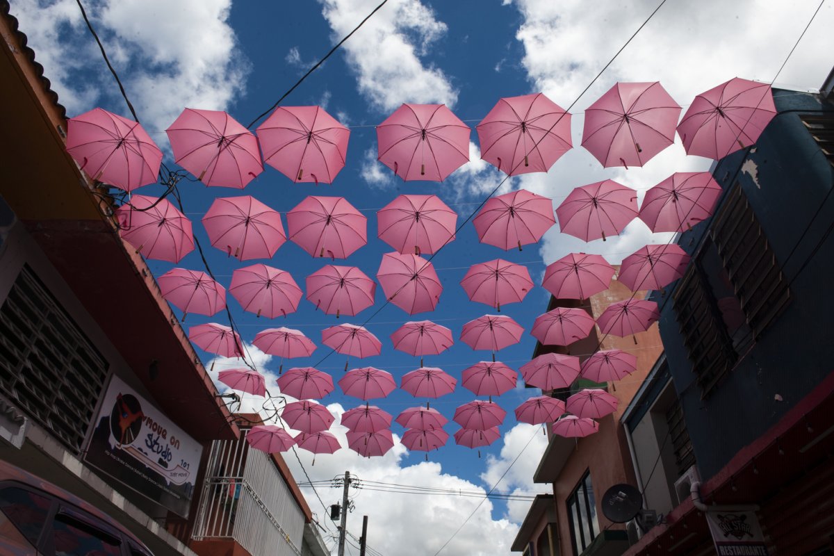 A grid of pink umbrellas is suspended above a street in Cidra