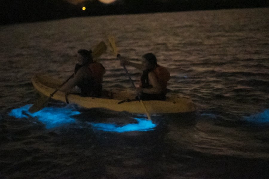 Un grupo de personas kayakeando en la Parguera, una de las bah&iacute;as bioluminiscentes de Puerto Rico.