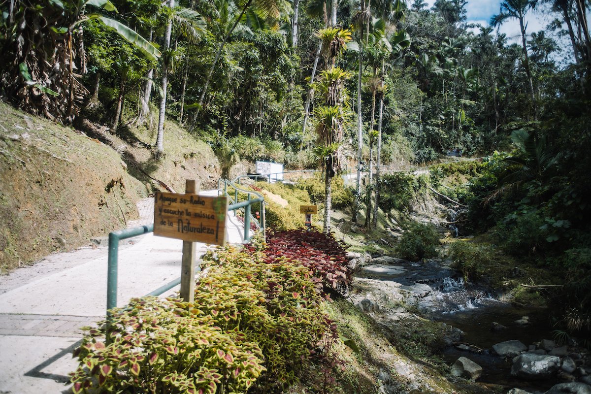 View of a hiking trail at the Toro Negro State Forest.