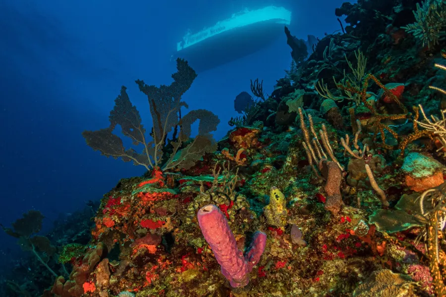 Coral reef at the Wall in La Parguera 