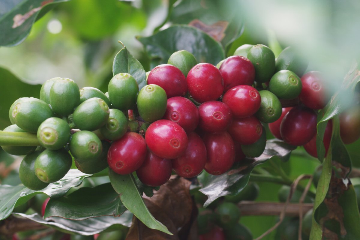 A picture of locally grown coffee beans.