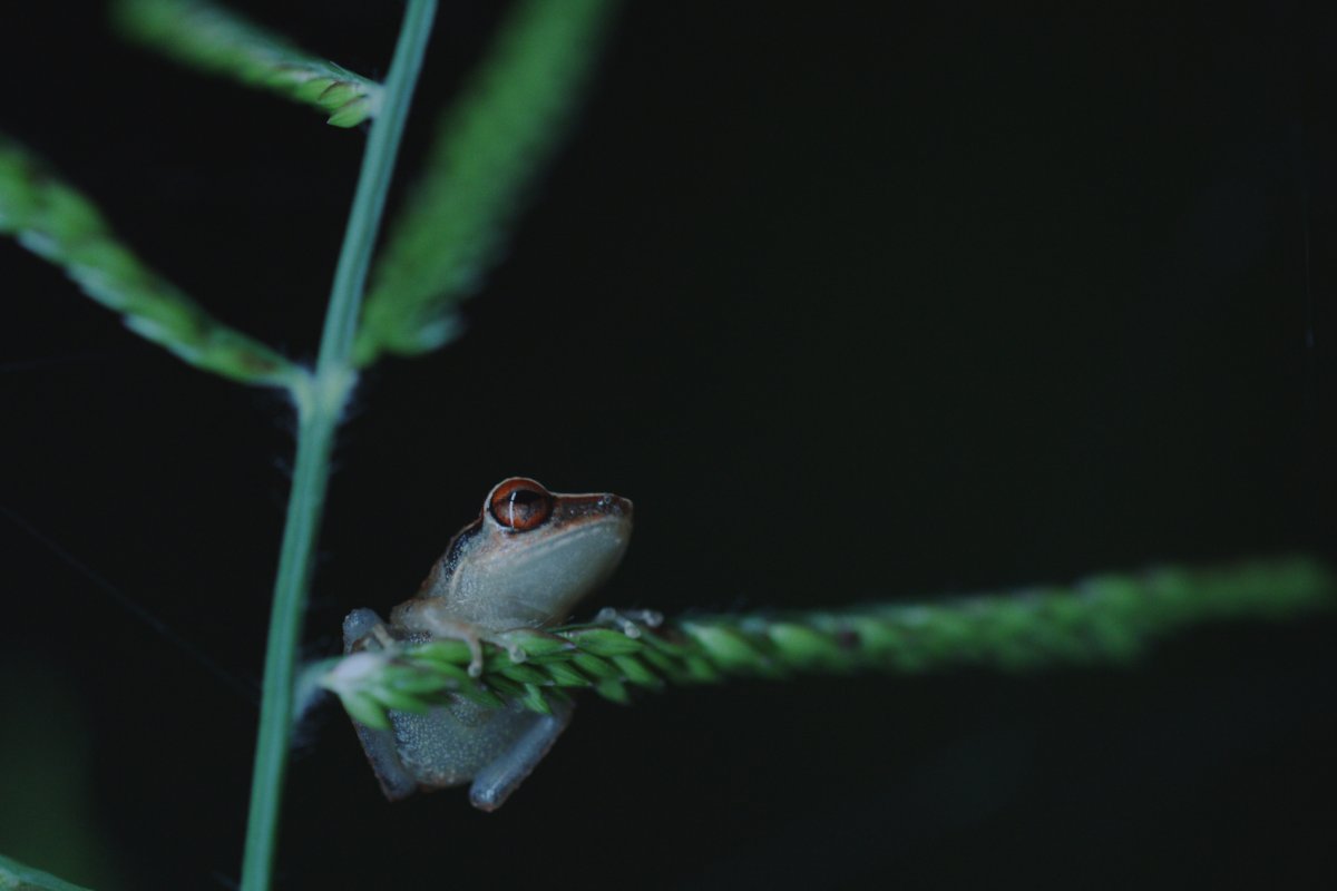 A coquí frog.