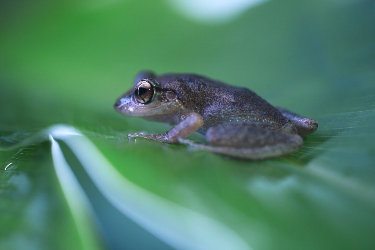 Coqui