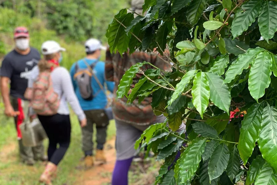 A group picking coffee beans.
