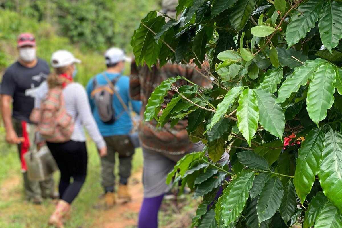A group picking coffee beans.