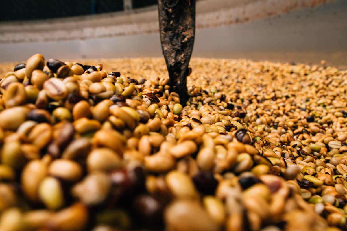 Coffee beans being roasted in Ciales