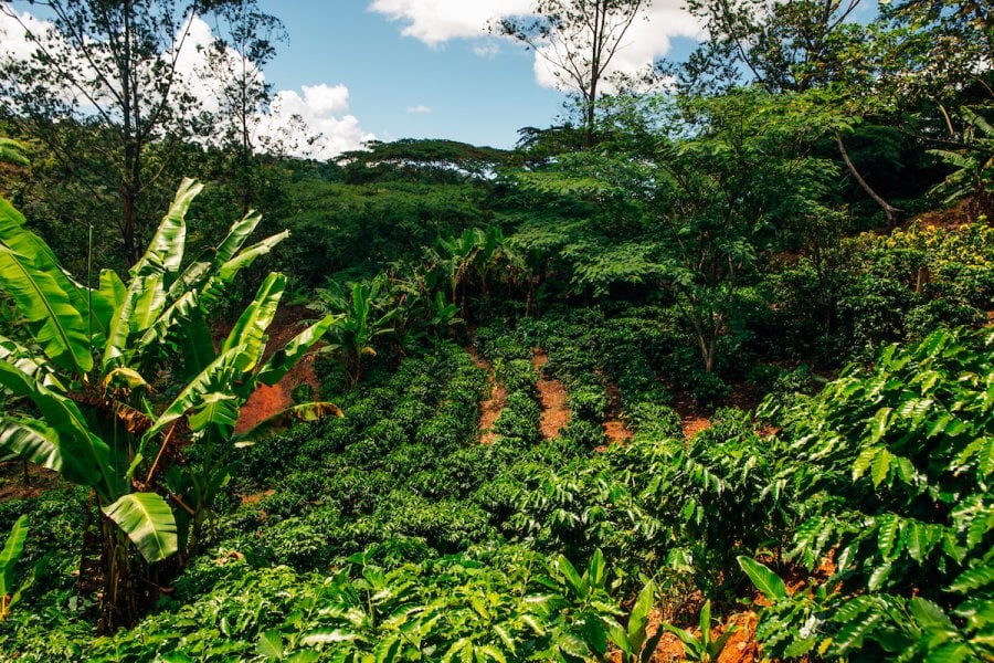 Coffee Hacienda
