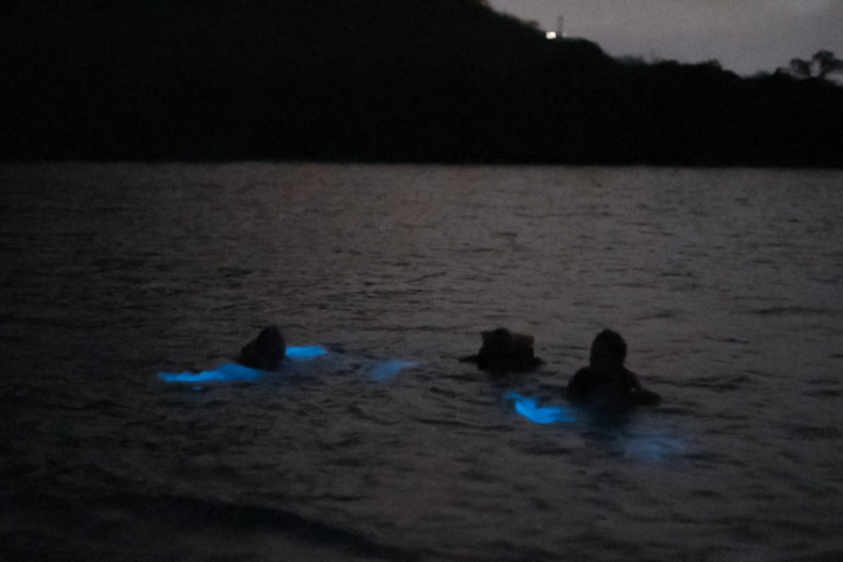 Un grupo de presonas nada en la bahía bioluminiscente de La Parguera.