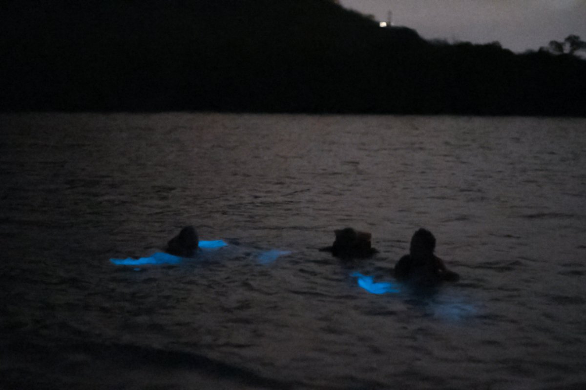 Exploring Puerto Rico’s Bioluminescent Bays  discoverpuertorico.com