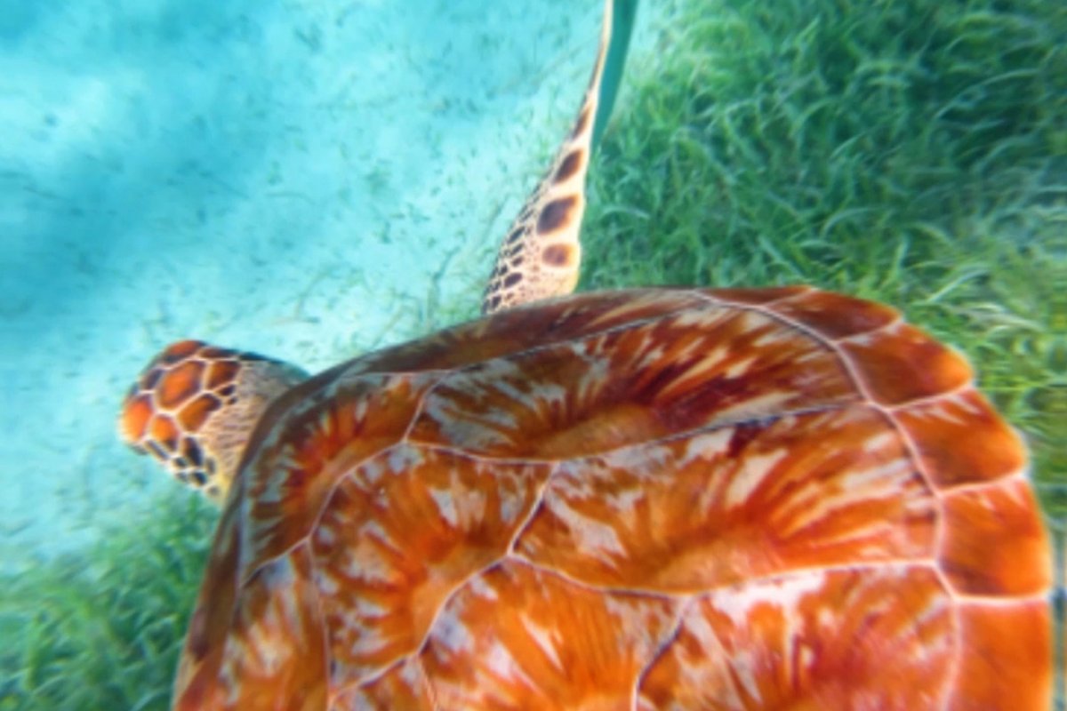 Una tortuga marina nada en las aguas cristalinas de Puerto Rico.
