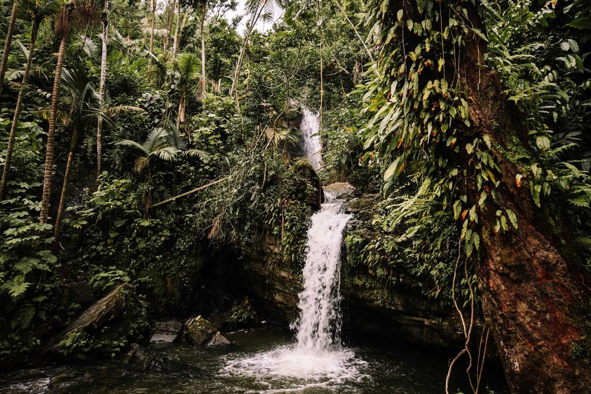 A waterfall surrounded by a dense jungle in El Yunque National Forest, Puerto Rico.