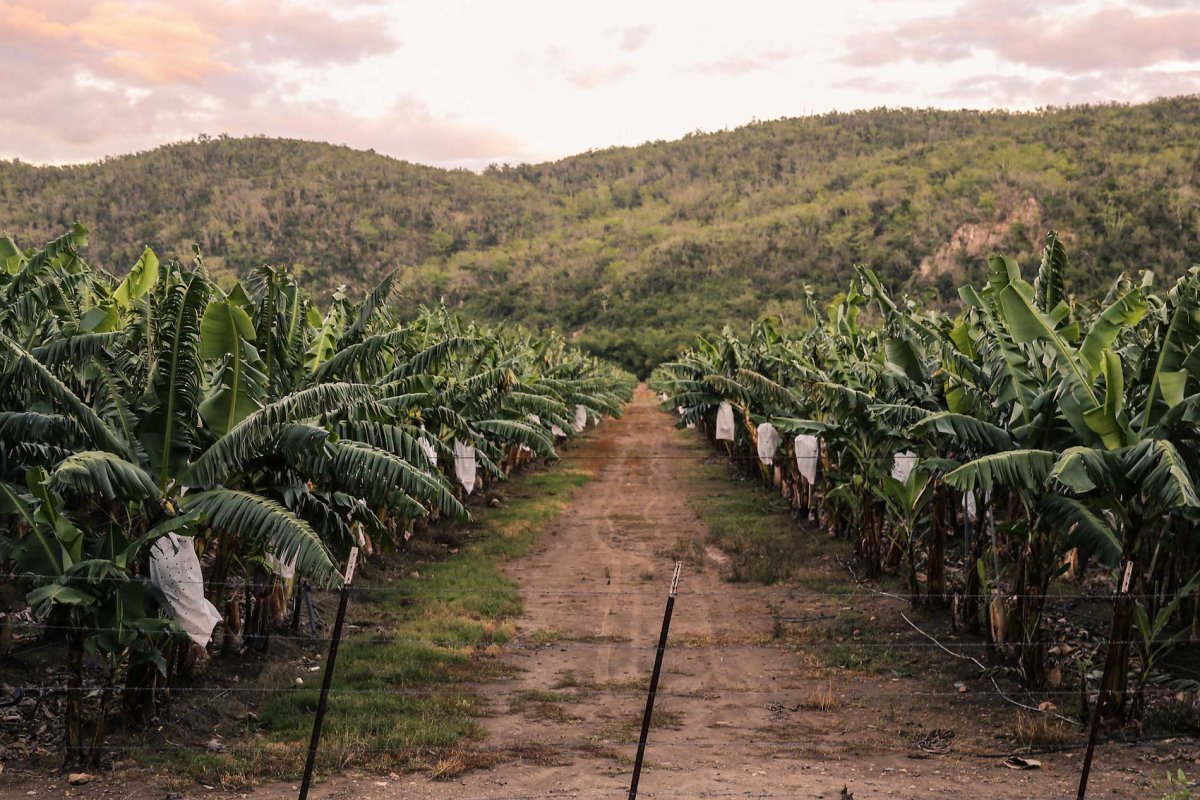 Coffee trees stand in rows with a mountainous background at a coffee farm in Yauco, Puerto Rico.