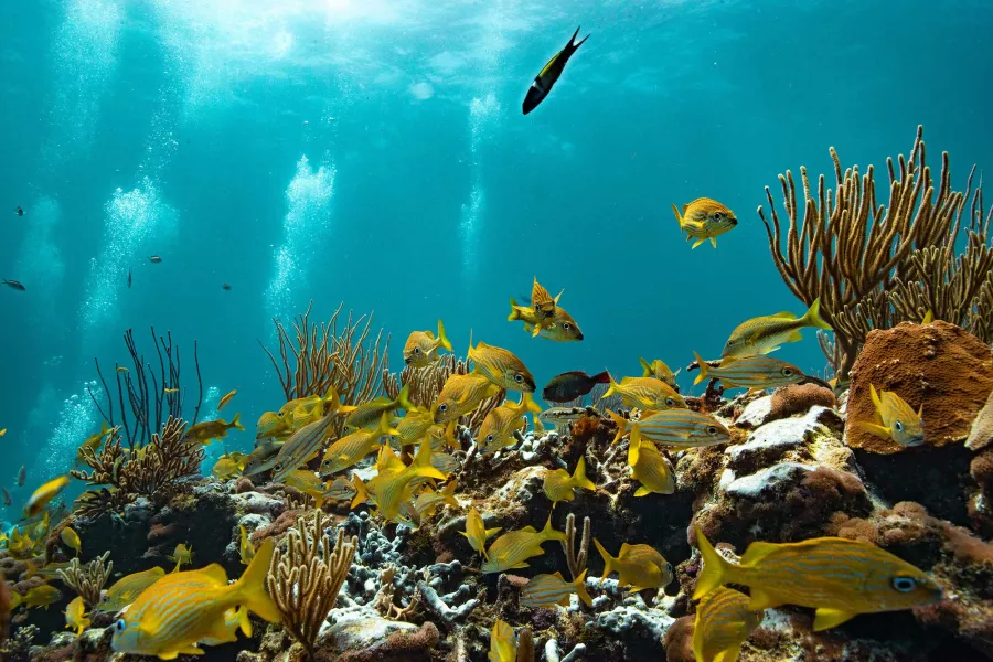 Colorful fish swim around coral formations at The Wall, off the coast of Lajas, Puerto Rico.