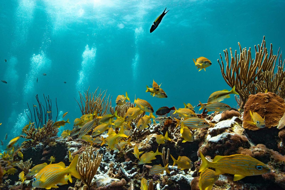 Colorful fish swim around coral formations at The Wall, off the coast of Lajas, Puerto Rico.