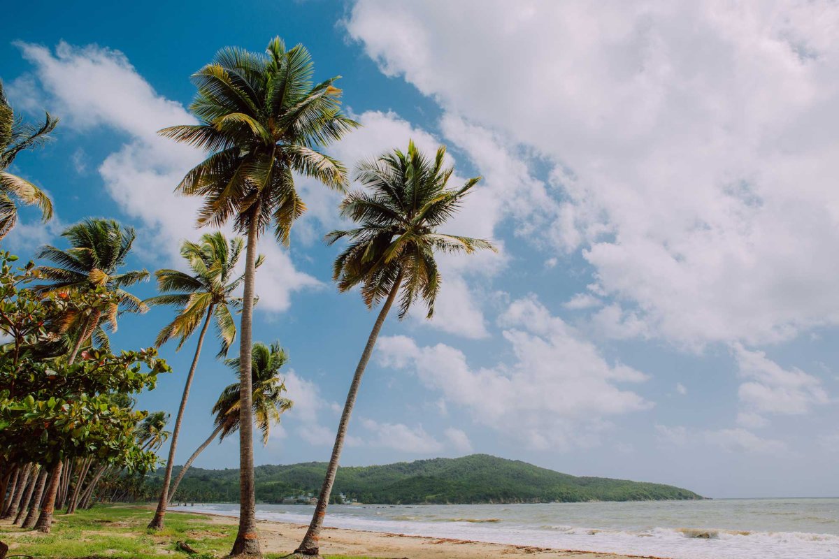 Palm trees tower over an idyllic beach in Yabucoa, Puerto Rico.