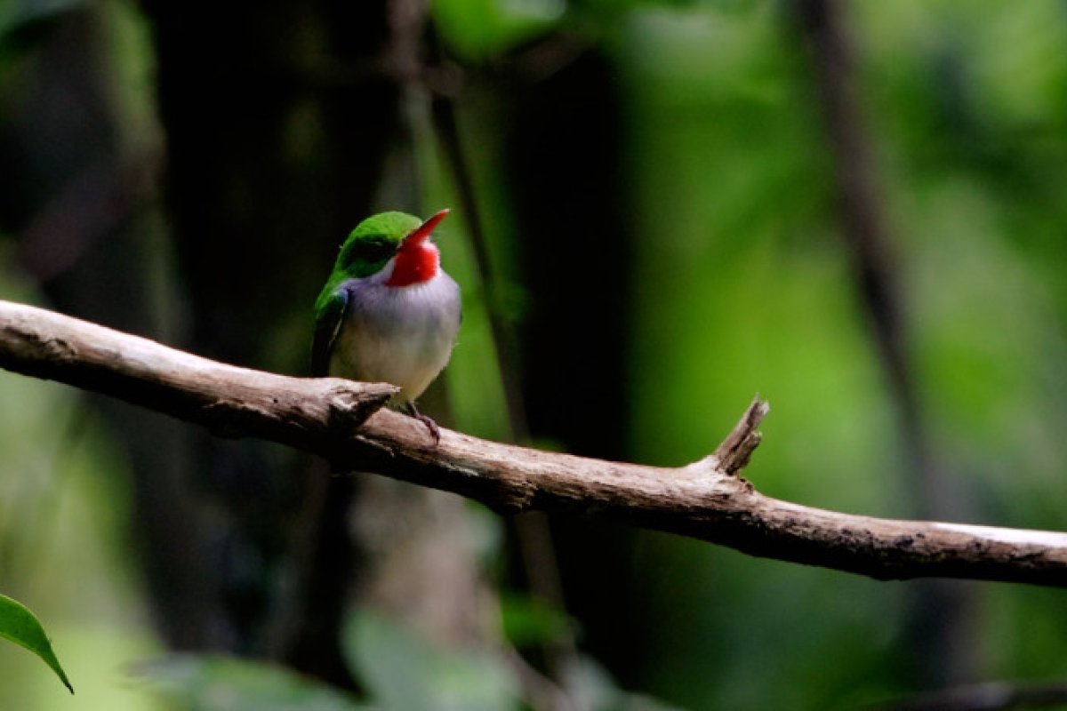 A small green bird perches on a branch at Rio Abajo State Forest in Utuado, Puerto Rico.