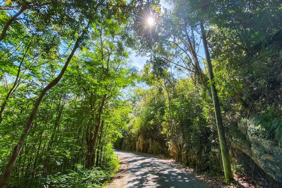 Bosque Estatal de Guajataca