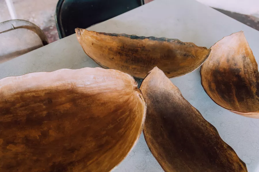 Dried higuera.