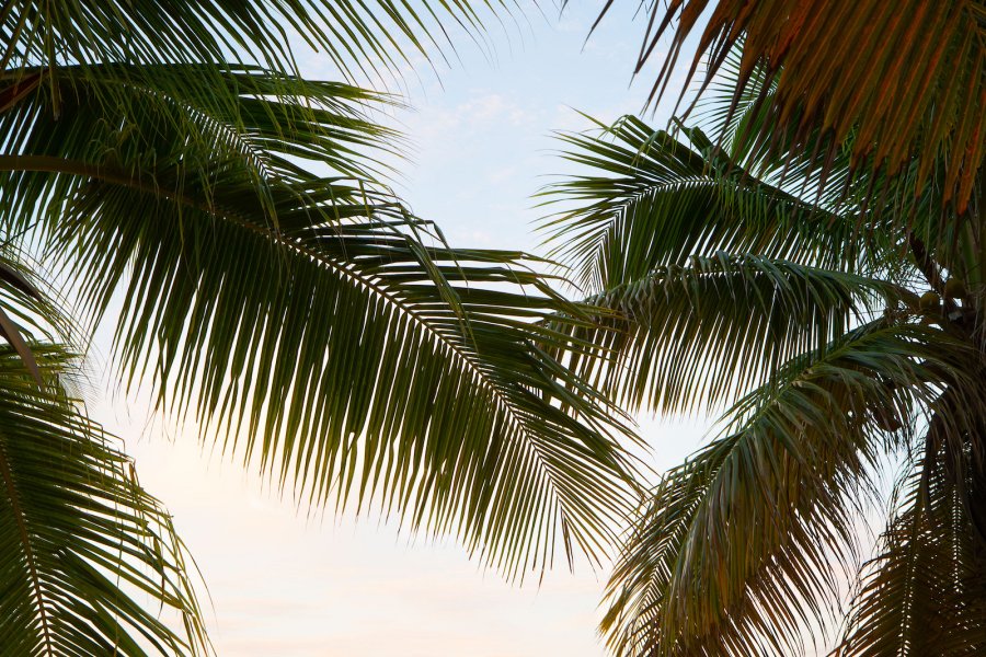 palms