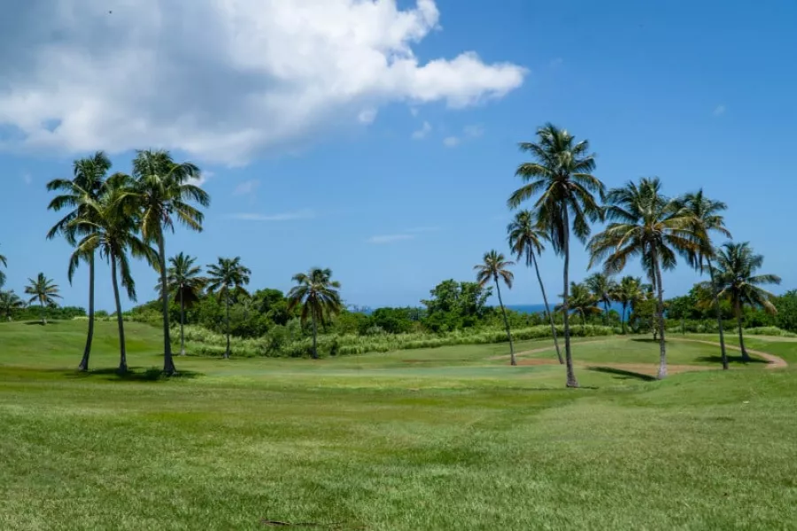 View of the oceanfront fairways at Punta Borinquen Golf Club in Aguadilla, Puerto Rico, with palm trees scattered across the green under a blue sky.