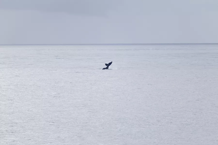 Avistamiento de ballena